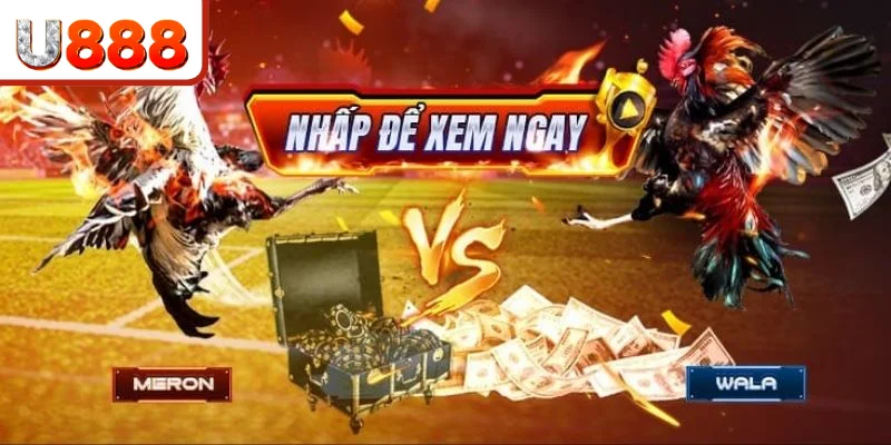 Lý do người chơi nên tham gia đá gà trực tiếp Thomo tại U888