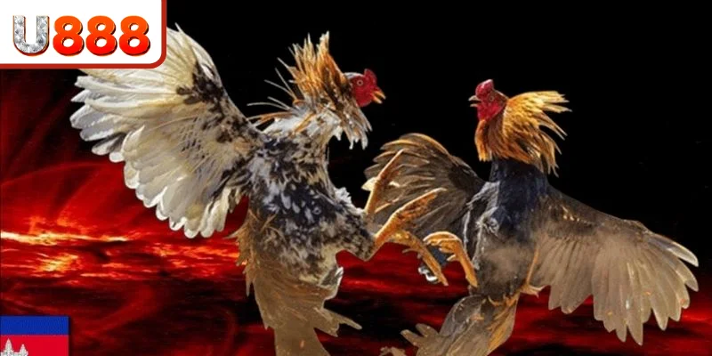 Nét đặc trưng riêng biệt của đá gà trực tiếp Thomo 