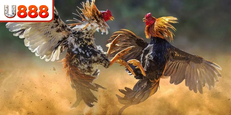 Giới thiệu về chuyên mục cược đá gà đẳng cấp tại U888