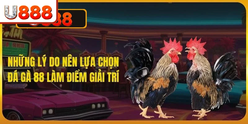 Sức cuốn hút và những ưu điểm nổi bật đến từ sảnh đá gà 88
